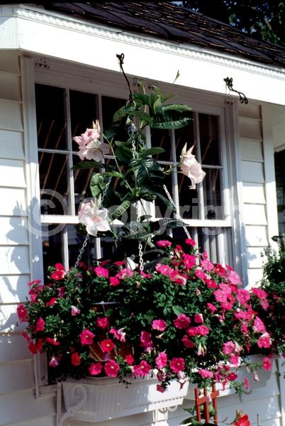 Pink blooms; Evergreen; Needles or needle-like leaf