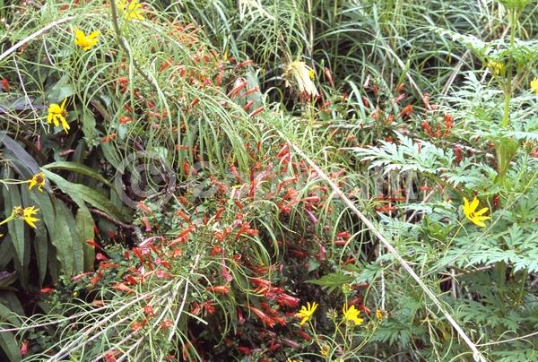 Red blooms; Orange blooms; Evergreen; Broadleaf