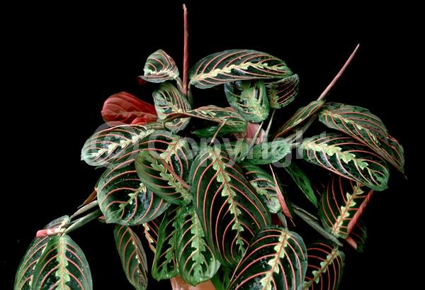 White blooms; Evergreen