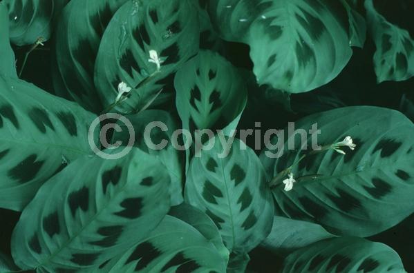 White blooms; Evergreen