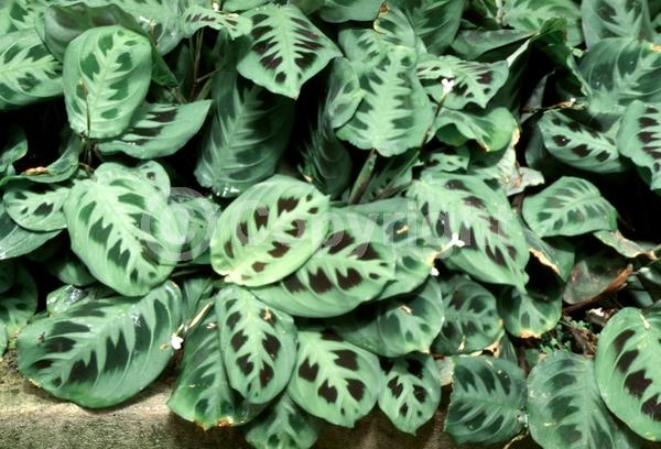 White blooms; Evergreen