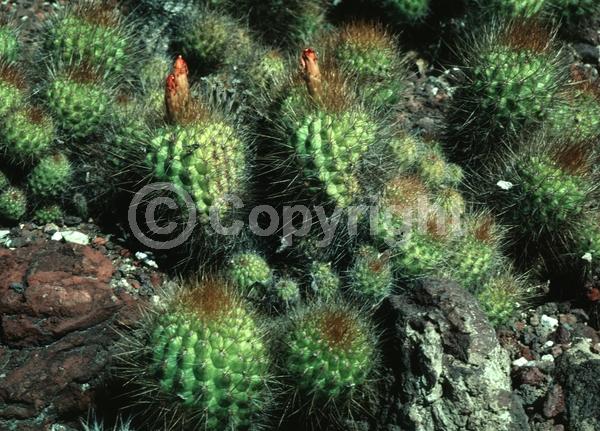 Red blooms; Evergreen