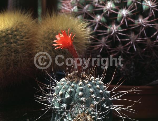 Red blooms; Orange blooms; Evergreen