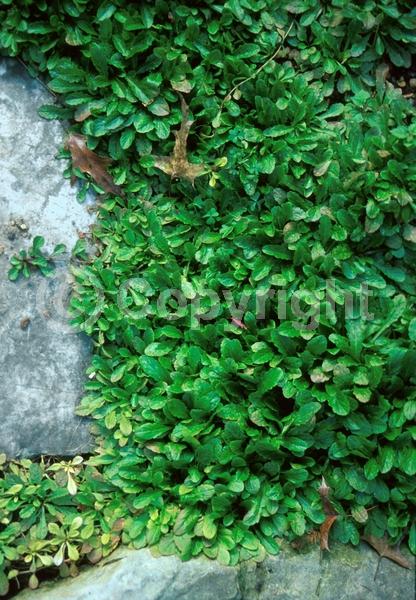 Blue blooms; Purple blooms; Evergreen; Semi-evergreen