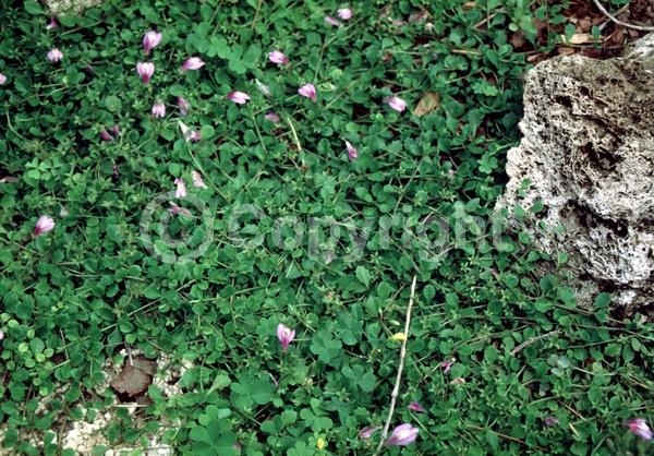 Blue blooms; Purple blooms; Evergreen; Semi-evergreen