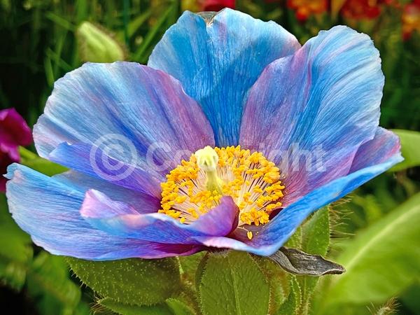 Blue blooms; Deciduous; Broadleaf