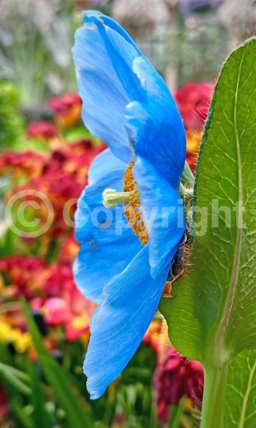 Blue blooms; Deciduous; Broadleaf