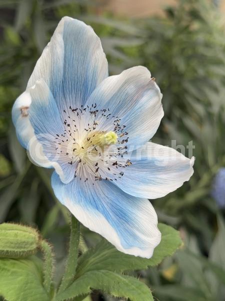 Blue blooms; Deciduous; Broadleaf
