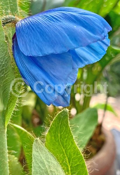 Blue blooms; Deciduous; Broadleaf