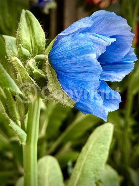 Blue blooms; Deciduous; Broadleaf