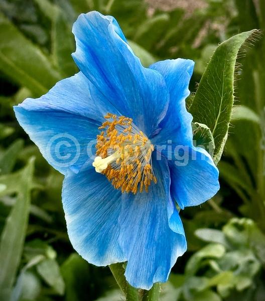 Blue blooms; Deciduous; Broadleaf
