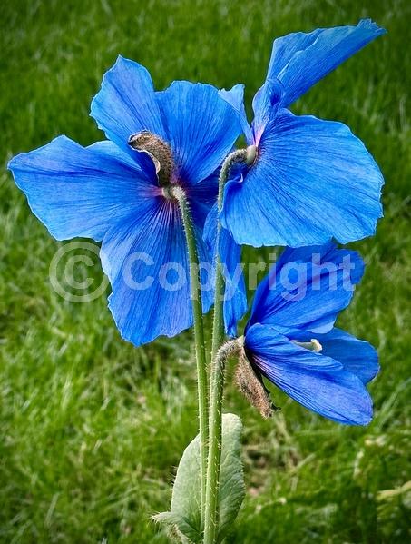 Blue blooms; Deciduous; Broadleaf