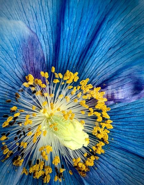 Blue blooms; Deciduous; Broadleaf