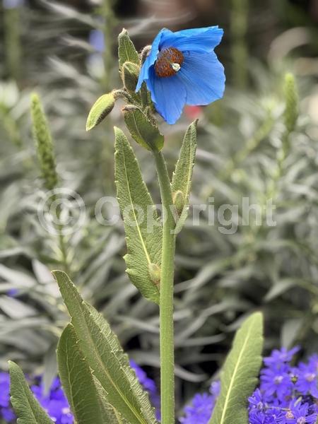 Blue blooms; Deciduous; Broadleaf