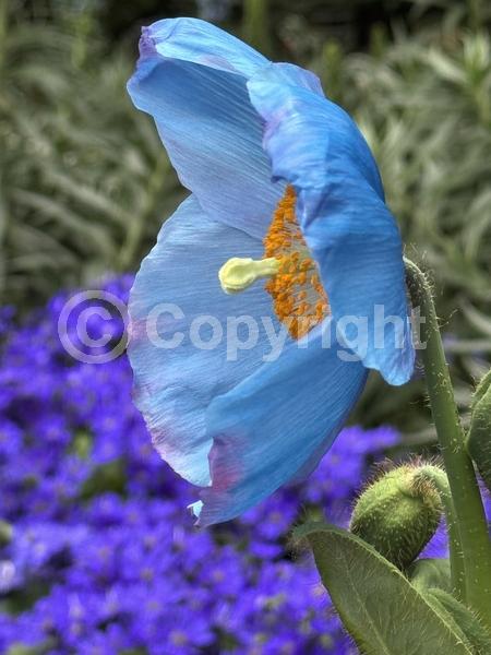 Blue blooms; Deciduous; Broadleaf