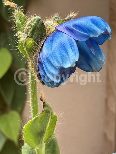 Blue blooms; Deciduous; Broadleaf