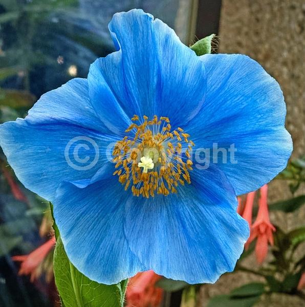 Blue blooms; Deciduous; Broadleaf