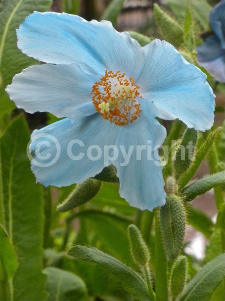 Blue blooms; Deciduous; Broadleaf