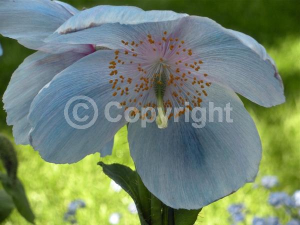 Blue blooms; Deciduous; Broadleaf