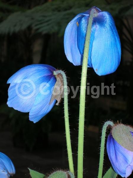 Blue blooms; Deciduous; Broadleaf