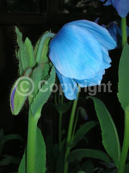 Blue blooms; Deciduous; Broadleaf