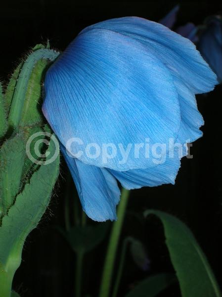 Blue blooms; Deciduous; Broadleaf