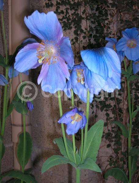 Blue blooms; Deciduous; Broadleaf
