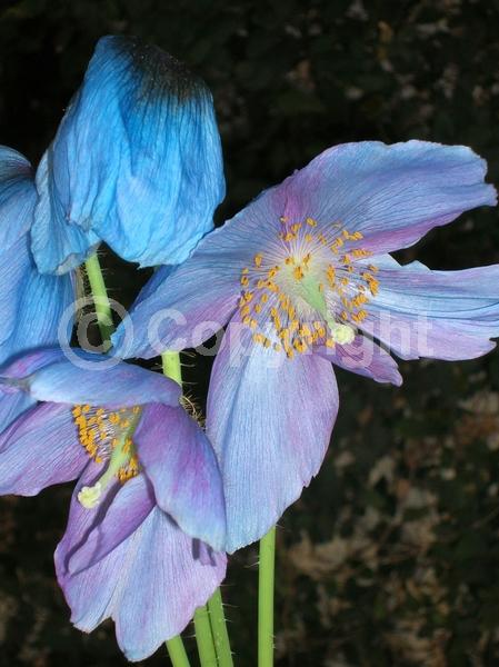 Blue blooms; Deciduous; Broadleaf
