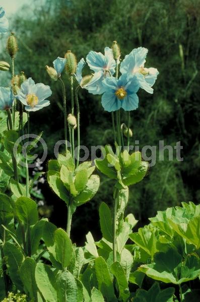 Blue blooms; Deciduous; Broadleaf