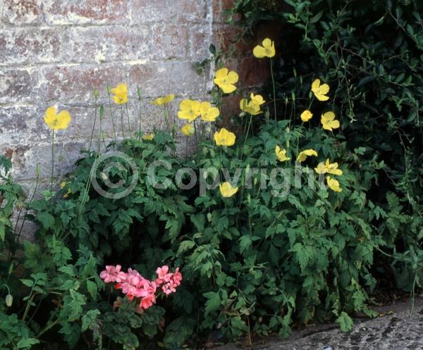 Orange blooms; Yellow blooms