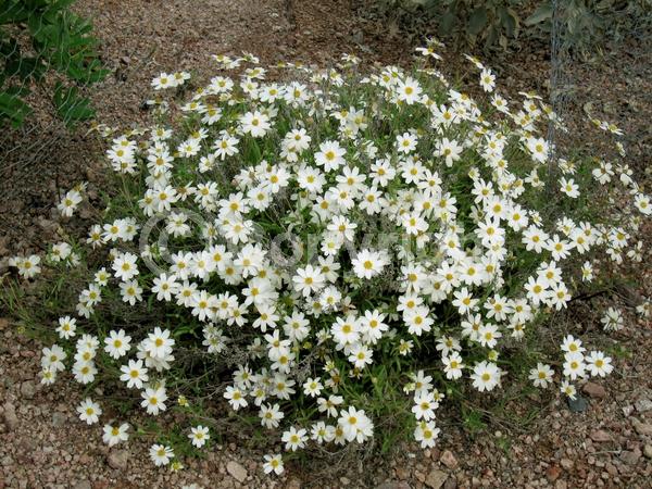 White blooms; North American Native