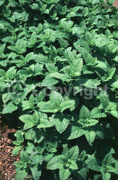 White blooms; Deciduous