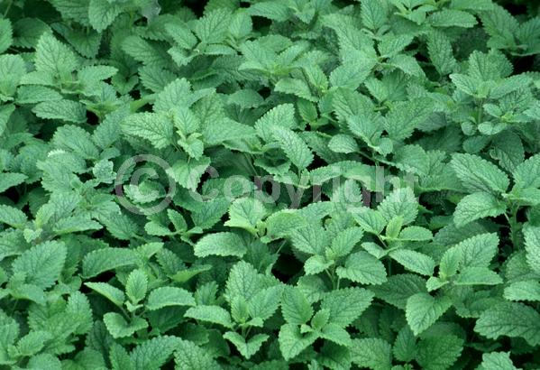 White blooms; Deciduous