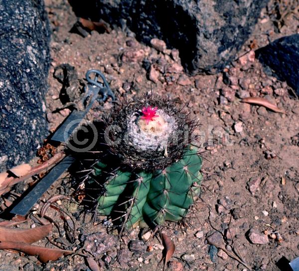 Pink blooms; Evergreen