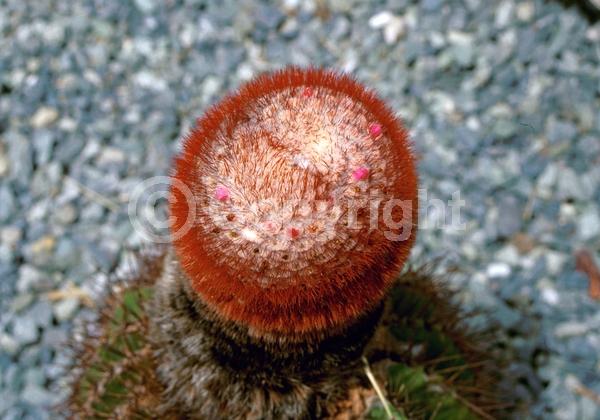 Pink blooms; Evergreen; 