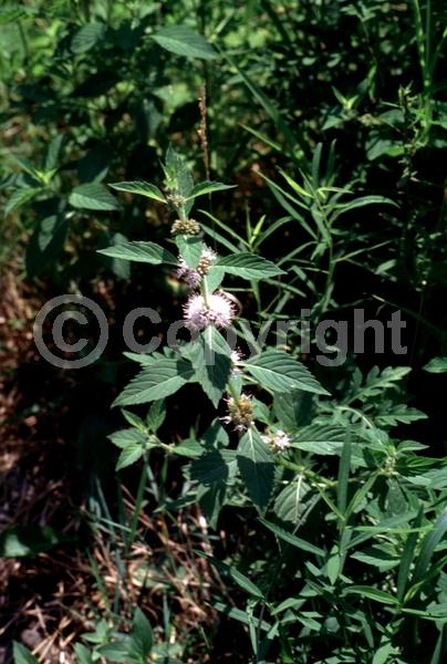 Lavender blooms; Semi-evergreen; North American Native