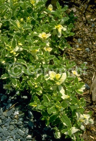 Pink blooms; Deciduous