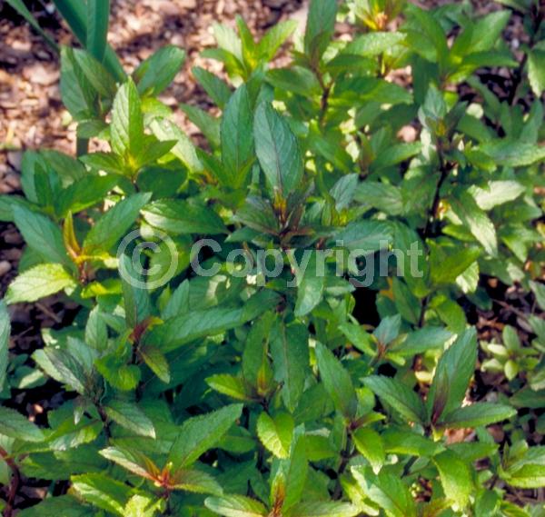 Lavender blooms; Semi-evergreen