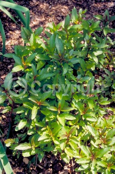 Lavender blooms; Semi-evergreen