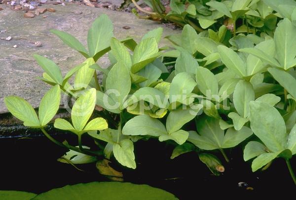 White blooms; Pink blooms; Deciduous; North American Native