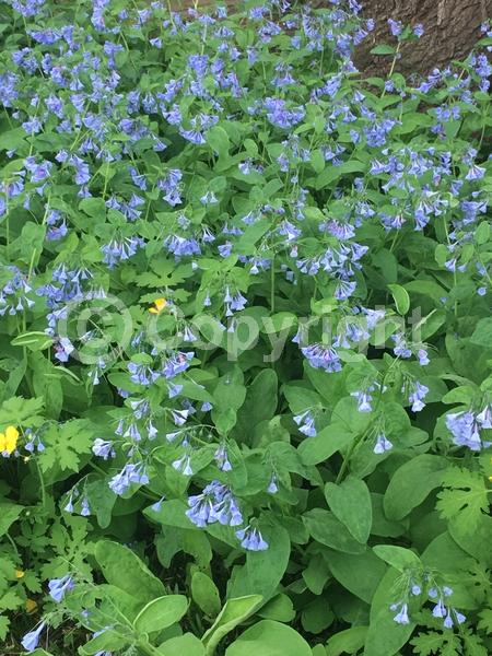 Blue blooms; Deciduous; North American Native