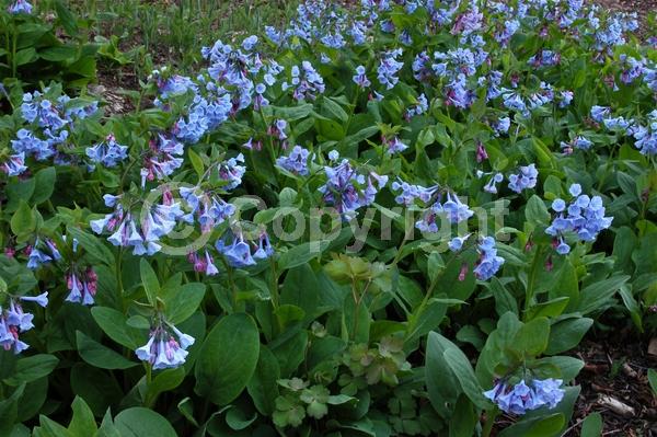 Blue blooms; Deciduous; North American Native