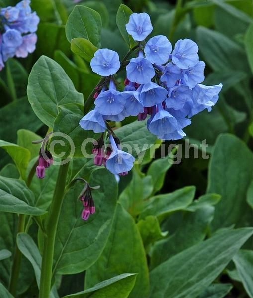 Blue blooms; Deciduous; North American Native