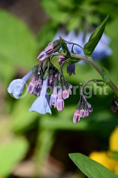 Blue blooms; Deciduous; North American Native