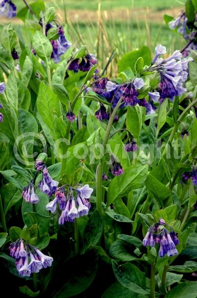 Blue blooms; Deciduous; North American Native