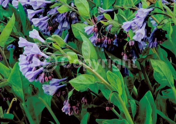 Blue blooms; Deciduous; North American Native