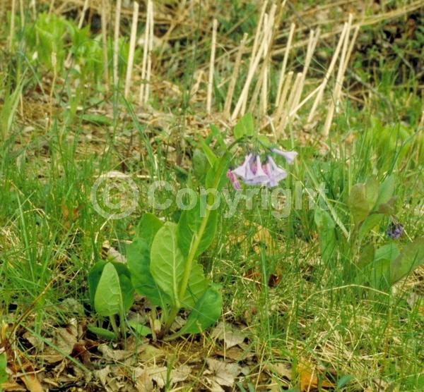 Blue blooms; Deciduous; North American Native