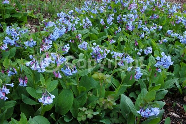 Blue blooms; Deciduous; North American Native