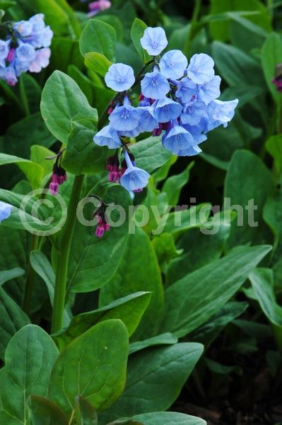 Blue blooms; Deciduous; North American Native