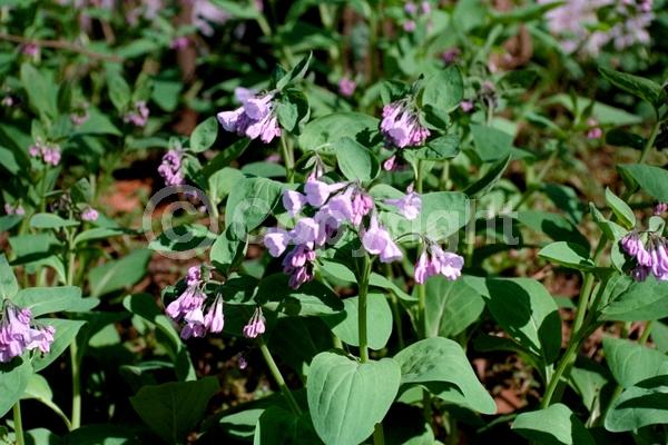 Blue blooms; Deciduous; North American Native